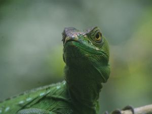 Preview wallpaper lizard, reptile, amphibian, green