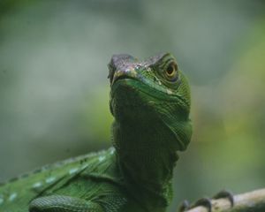 Preview wallpaper lizard, reptile, amphibian, green