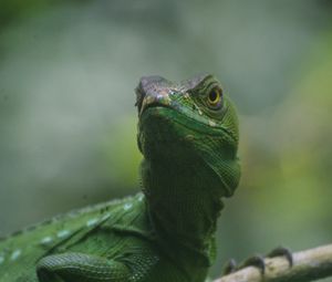 Preview wallpaper lizard, reptile, amphibian, green