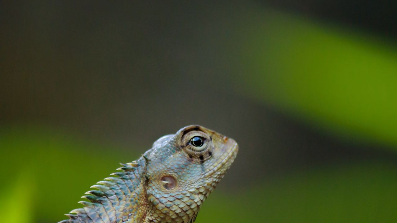 Wallpaper lizard, reptile, amphibian, scales hd, picture, image