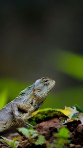 Preview wallpaper lizard, reptile, amphibian, scales