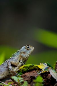 Preview wallpaper lizard, reptile, amphibian, scales