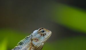 Preview wallpaper lizard, reptile, amphibian, scales