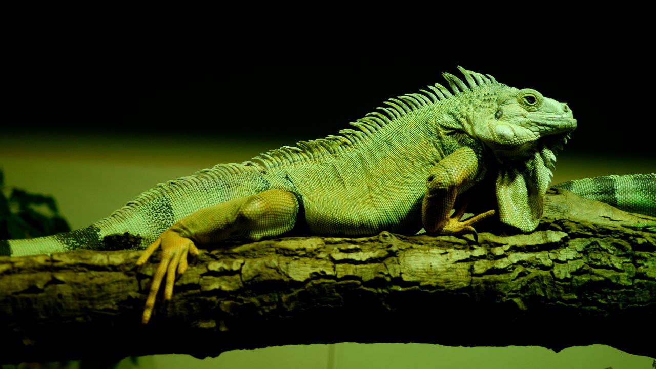 Wallpaper lizard, reptile, amphibian, scales, green