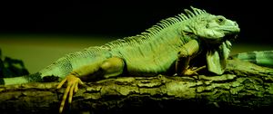 Preview wallpaper lizard, reptile, amphibian, scales, green