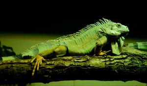 Preview wallpaper lizard, reptile, amphibian, scales, green