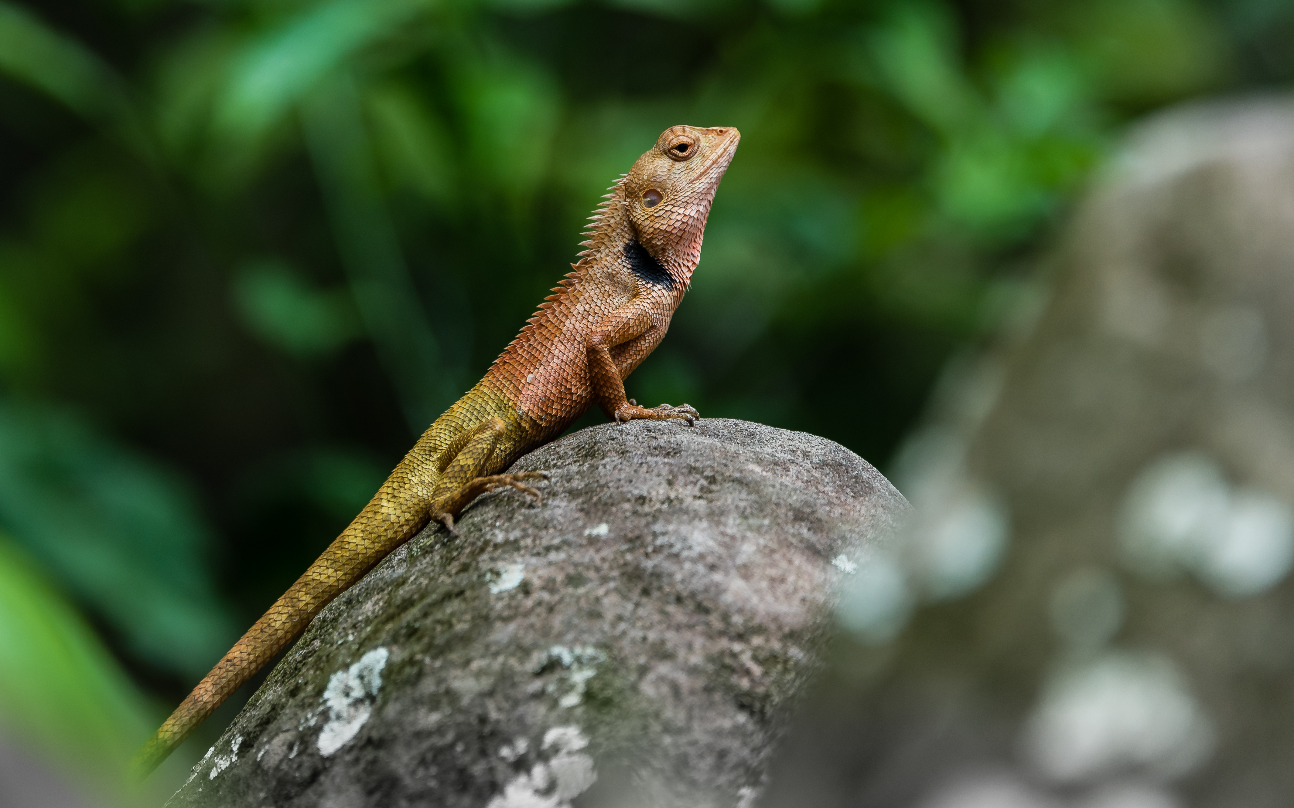 4261x2663 Wallpaper lizard, reptile, amphibian, stone