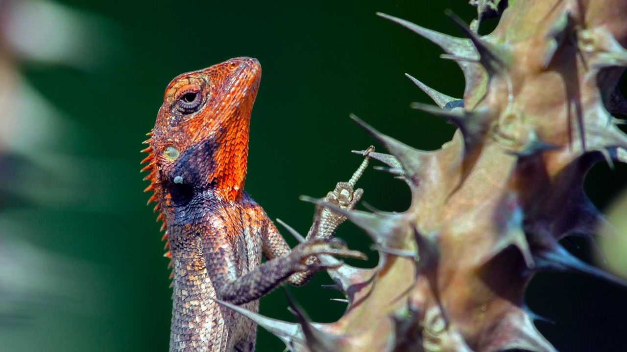 Wallpaper lizard, reptile, animal, thorns