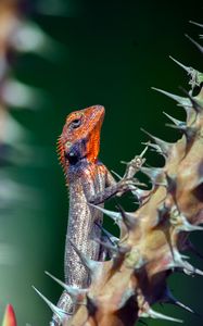 Preview wallpaper lizard, reptile, animal, thorns