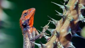 Preview wallpaper lizard, reptile, animal, thorns