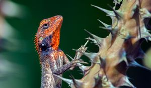 Preview wallpaper lizard, reptile, animal, thorns