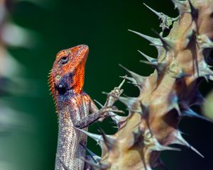 Preview wallpaper lizard, reptile, animal, thorns