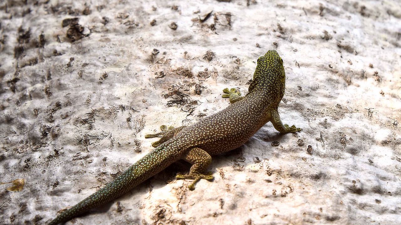 Wallpaper lizard, reptile, back, spots, stone