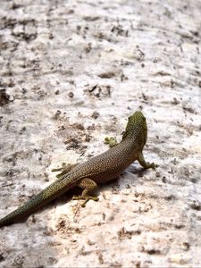 Preview wallpaper lizard, reptile, back, spots, stone