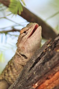 Preview wallpaper lizard, reptile, bark, branch