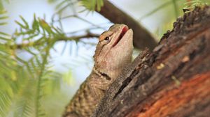 Preview wallpaper lizard, reptile, bark, branch