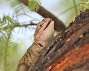 Preview wallpaper lizard, reptile, bark, branch