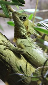 Preview wallpaper lizard, reptile, branch, climb