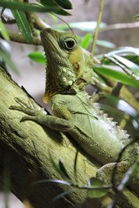 Preview wallpaper lizard, reptile, branch, climb