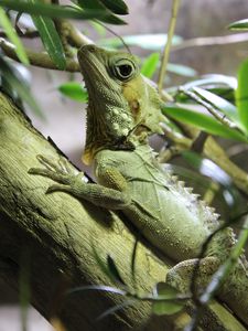 Preview wallpaper lizard, reptile, branch, climb