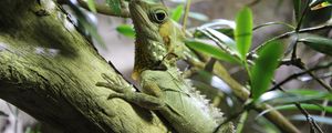 Preview wallpaper lizard, reptile, branch, climb