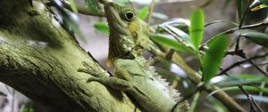 Preview wallpaper lizard, reptile, branch, climb