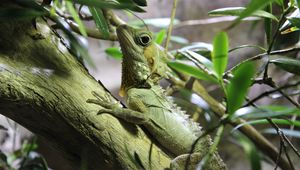 Preview wallpaper lizard, reptile, branch, climb