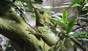 Preview wallpaper lizard, reptile, branch, climb