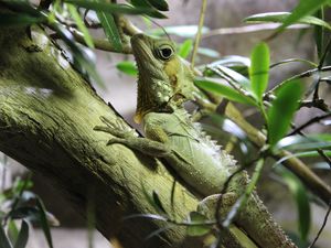 Preview wallpaper lizard, reptile, branch, climb