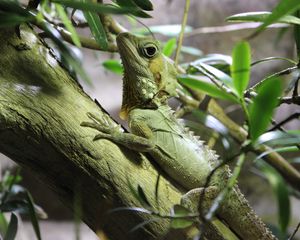 Preview wallpaper lizard, reptile, branch, climb