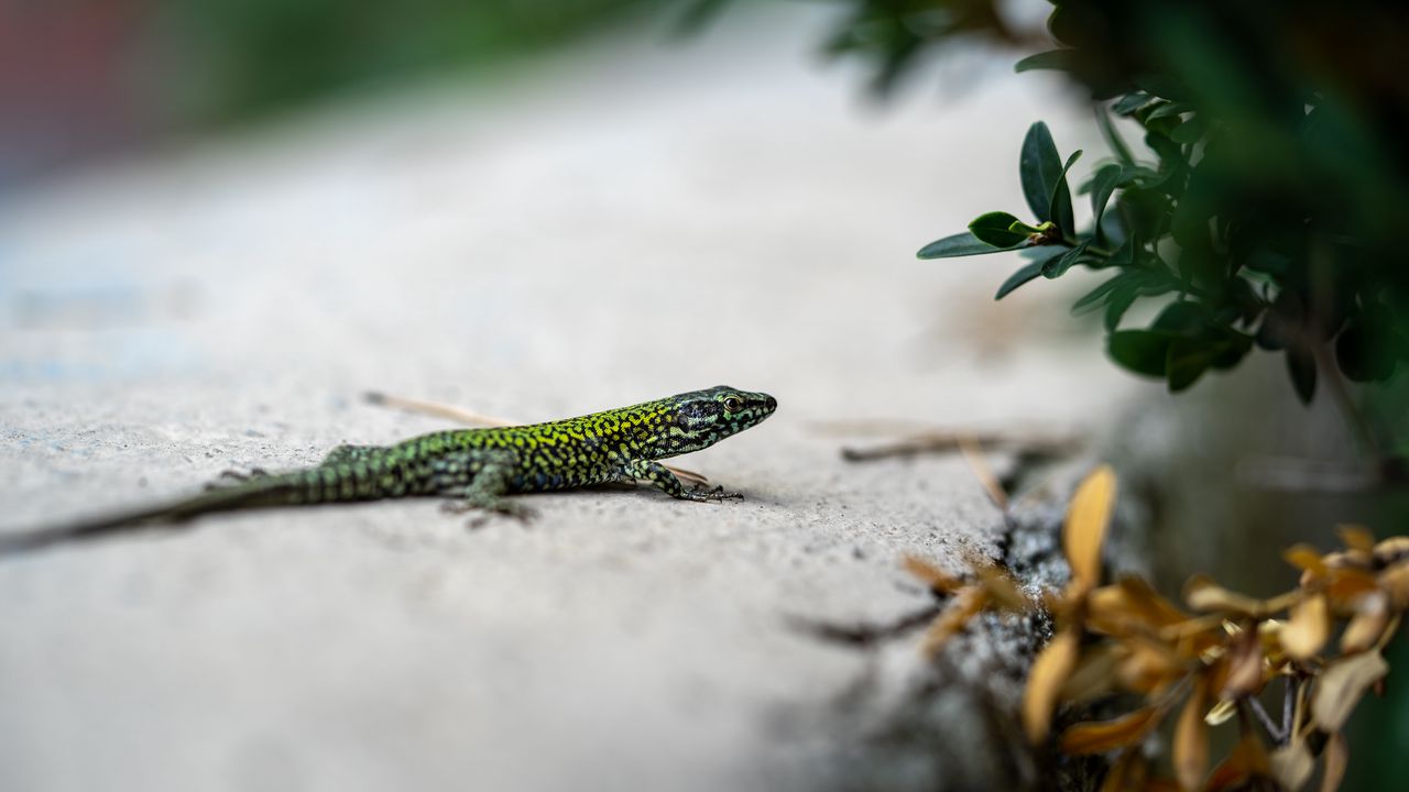 Wallpaper lizard, reptile, branch