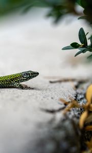 Preview wallpaper lizard, reptile, branch