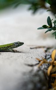 Preview wallpaper lizard, reptile, branch