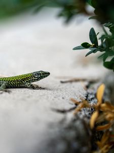 Preview wallpaper lizard, reptile, branch