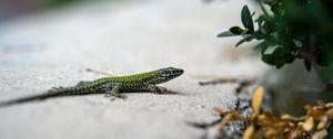Preview wallpaper lizard, reptile, branch