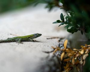 Preview wallpaper lizard, reptile, branch