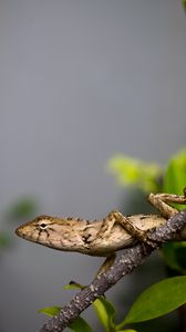 Preview wallpaper lizard, reptile, branch, leaves, macro