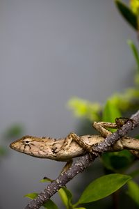Preview wallpaper lizard, reptile, branch, leaves, macro