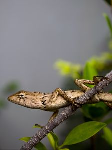 Preview wallpaper lizard, reptile, branch, leaves, macro