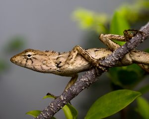 Preview wallpaper lizard, reptile, branch, leaves, macro