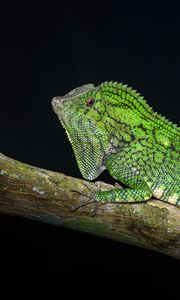 Preview wallpaper lizard, reptile, branch, green