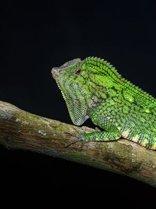 Preview wallpaper lizard, reptile, branch, green