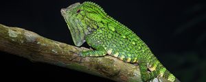 Preview wallpaper lizard, reptile, branch, green