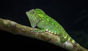 Preview wallpaper lizard, reptile, branch, green