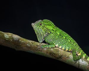 Preview wallpaper lizard, reptile, branch, green