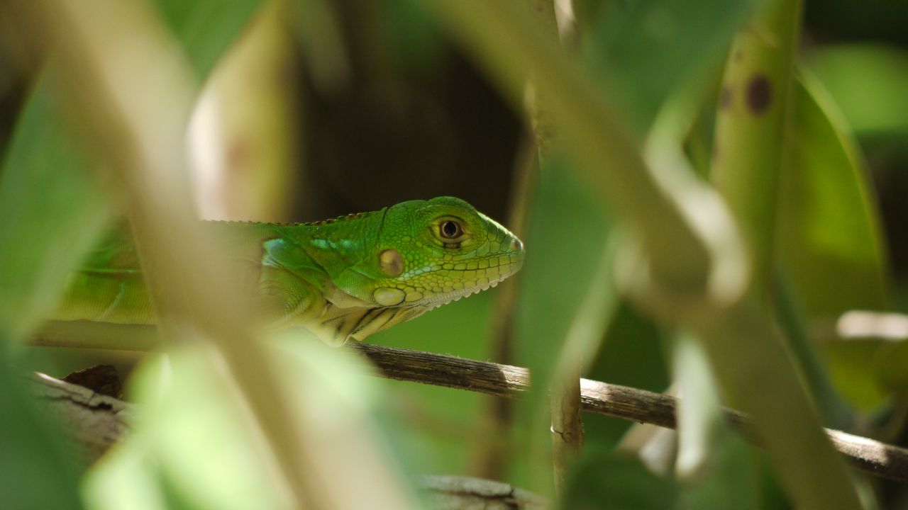 Wallpaper lizard, reptile, branches, leaves, green