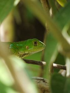 Preview wallpaper lizard, reptile, branches, leaves, green