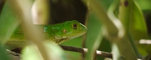 Preview wallpaper lizard, reptile, branches, leaves, green