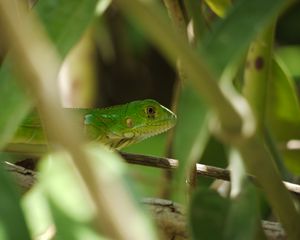 Preview wallpaper lizard, reptile, branches, leaves, green