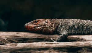 Preview wallpaper lizard, reptile, brown, scales, tree